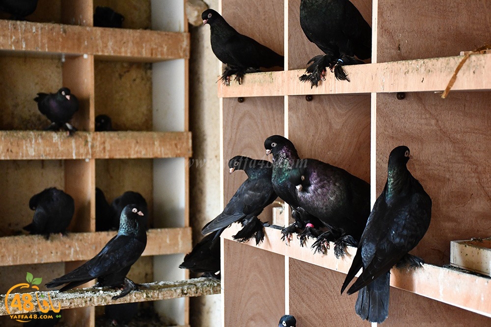 zohdi 3ashoor (116).jpeg